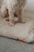 Close up of a dogs legs on an oatmeal coloured sheepskin pet bed