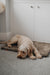 Dog lying on a brown sheepskin pet bed in a room with white cabinets.