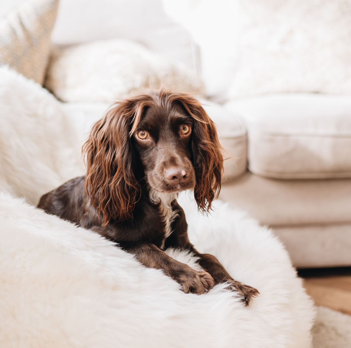Mali, Tim and Dom's dog, laying on a White Sheepskin Bean Bag.