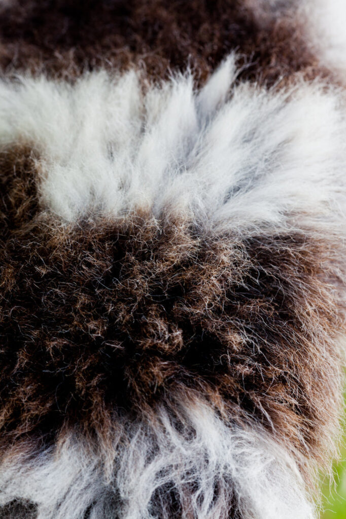 Textural Close up of a Natural Spotted Rare Breed British Sheepskin Rug